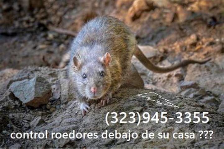 Rodents Fumigation 24/7. image 2