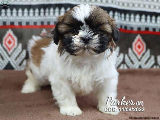 $590 : Shih tzu dogs for sale image 1