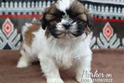 Shih tzu dogs for sale en Nashville