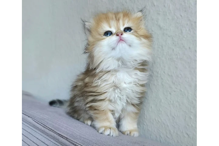 $240 : Preciosos gatitos Persian image 2