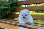 $350 : POMERANIAN PUPPIES FOR SALE thumbnail