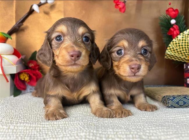 $400 : risk ross dachshund puppies image 1