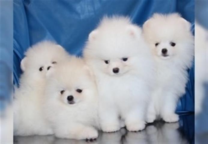 $500 : Lindos cachorros de Pomerania image 1