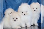 $500 : Lindos cachorros de Pomerania thumbnail