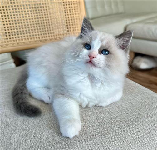 $500 : Gatitas Ragdoll hembras image 1