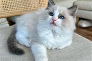 Gatitas Ragdoll hembras en San Jose