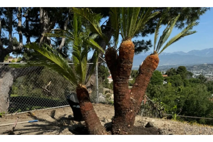 Adelfo Tree Service image 4