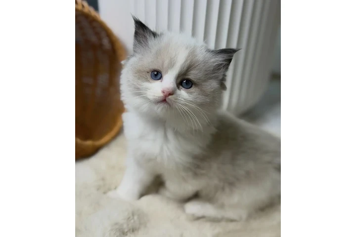 $300 : Ragdoll Kittens For Sale image 1
