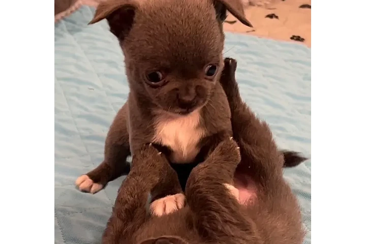 $350 : chihuahua en venta image 9