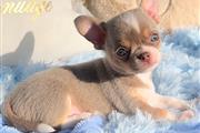 $250 : Chihuahua puppies for sale thumbnail