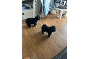 Morkie Puppies en Seattle