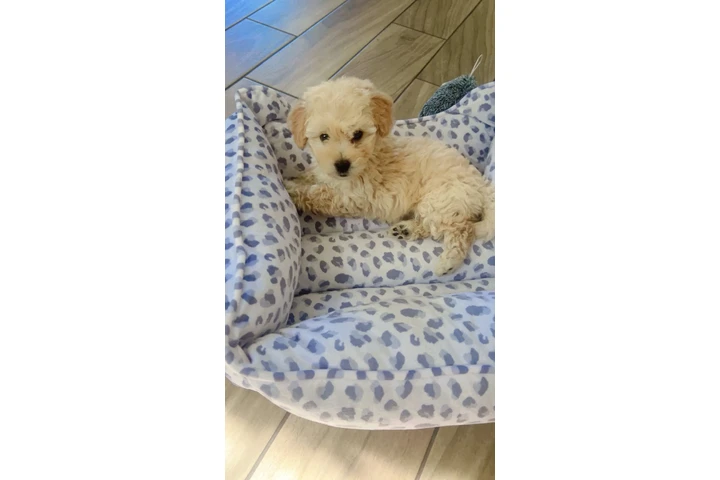 $600 : Maltipoo image 2