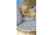 $600 : Maltipoo thumbnail