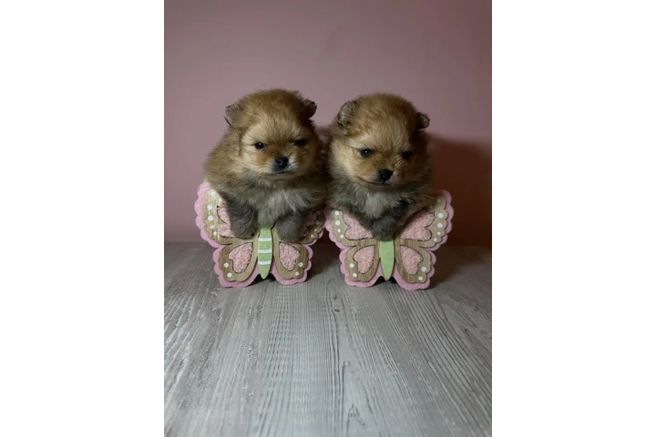 $1 : Cachorros Pomerania adorables image 2