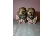 $1 : Cachorros Pomerania adorables thumbnail
