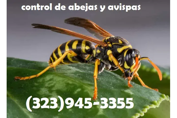 24/7 BEE REMOVAL SERVICE 100% image 4