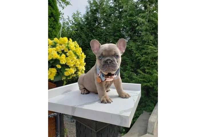 $500 : French bulldog puppies image 4