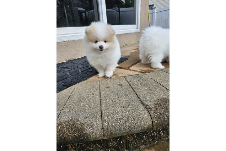 $3400 : Puppies pomerania image 7