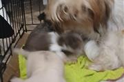 $100 : Shitzu  Mix Puppies thumbnail