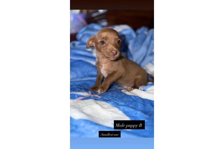 $400 : Chihuahua puppies image 2