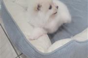Teacup Pomerania  puppy en Orange County