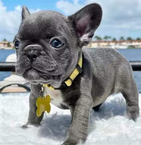$400 : Cachorros de bulldog francés image 3