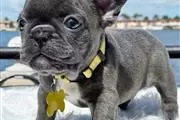 $400 : Cachorros de bulldog francés thumbnail