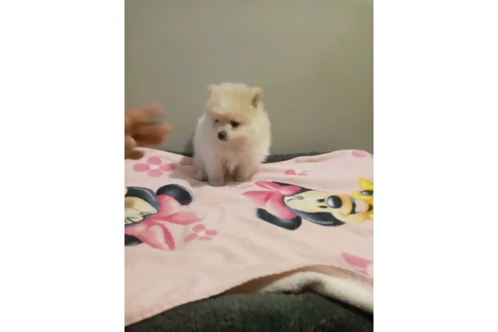 POMERANIANS Y SHIH-TZU 🐕 image 3