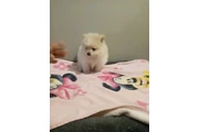 POMERANIANS Y SHIH-TZU 🐕 thumbnail