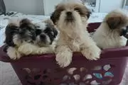 shih tzu puppies for adoption