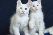 Cute Maine Coon kittens