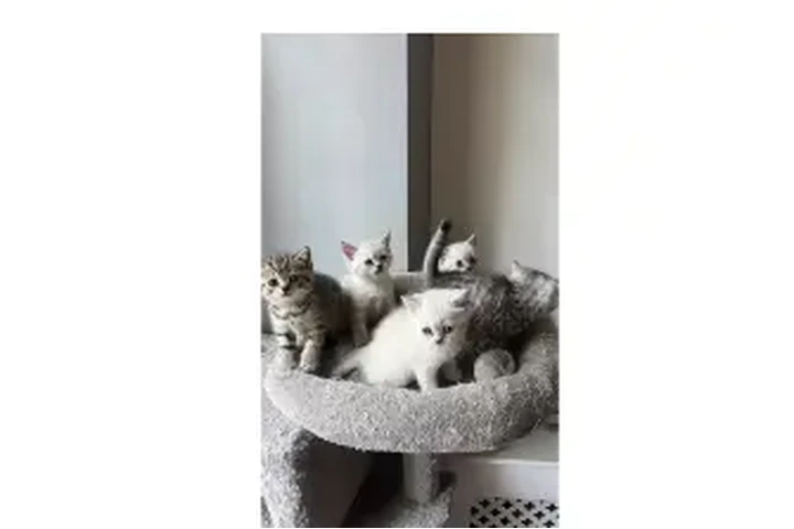 $444 : British shorthair kittens NEED image 1