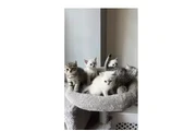 British shorthair kittens NEED en Los Angeles