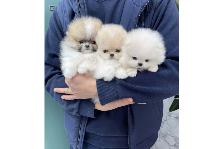 $350 : ¡Cachorros de Pomerania! 🐾❤️ image 2
