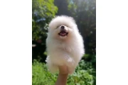 Pomerania puppies en Los Angeles