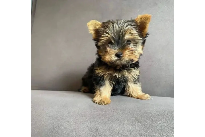 $350 : Cachorros de taza de té image 2