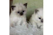 $400 : Gatitos Ragdoll TICA en Venta thumbnail