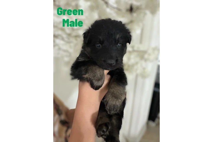 $300 : GS Puppies image 7