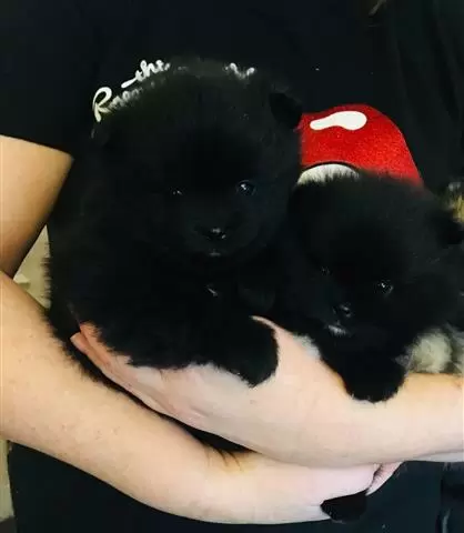 Kc Champion Pomeranian Puppies image 2