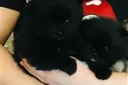 Kc Champion Pomeranian Puppies thumbnail