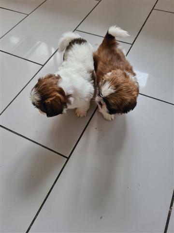 $450 : Shih tzu puppies for sale image 1