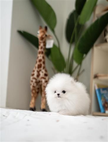 $300 : Pomeranian puppy image 1