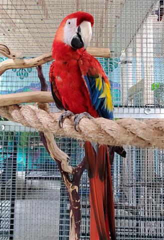 $800 : Scarlet Macaw Babies for sale image 3