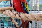 $800 : Scarlet Macaw Babies for sale thumbnail