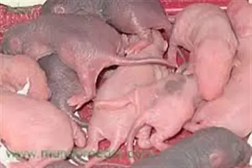 $7 : CEBO ANTICOAGULANTE PARA RATAS image 2