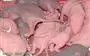 $7 : CEBO ANTICOAGULANTE PARA RATAS thumbnail