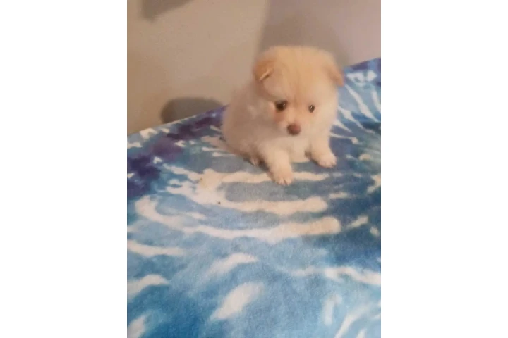 🐾 Hermosas PERRITAS en VENTA image 1