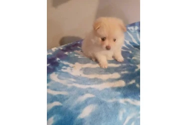 🐾 Hermosas PERRITAS en VENTA en Los Angeles