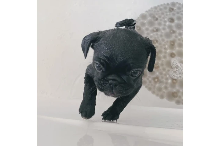 Cachorros de pug juguetones@@ image 1