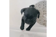 Cachorros de pug juguetones@@ thumbnail
